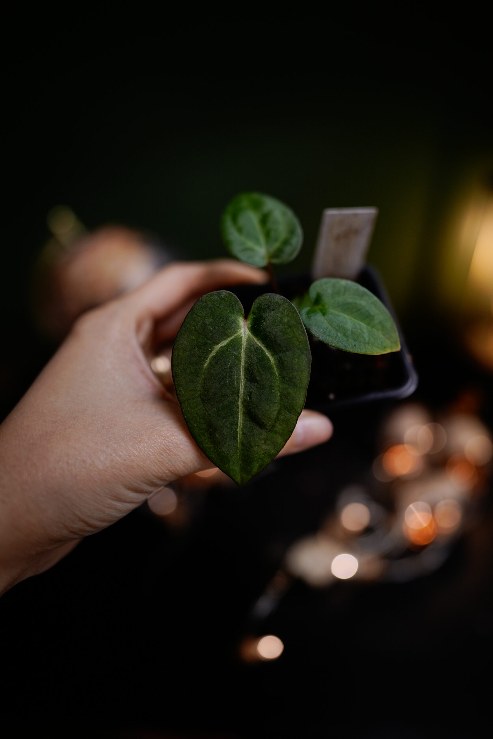 Carlablackiae C1 x NSE