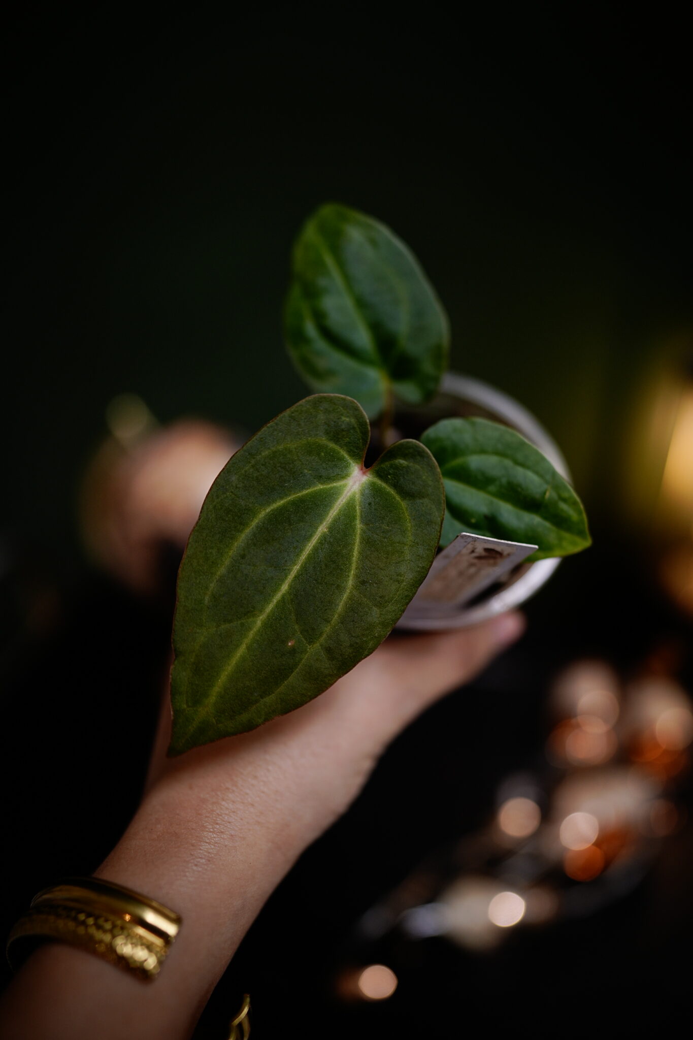 spider Besseae aff BVEP x Carla C1