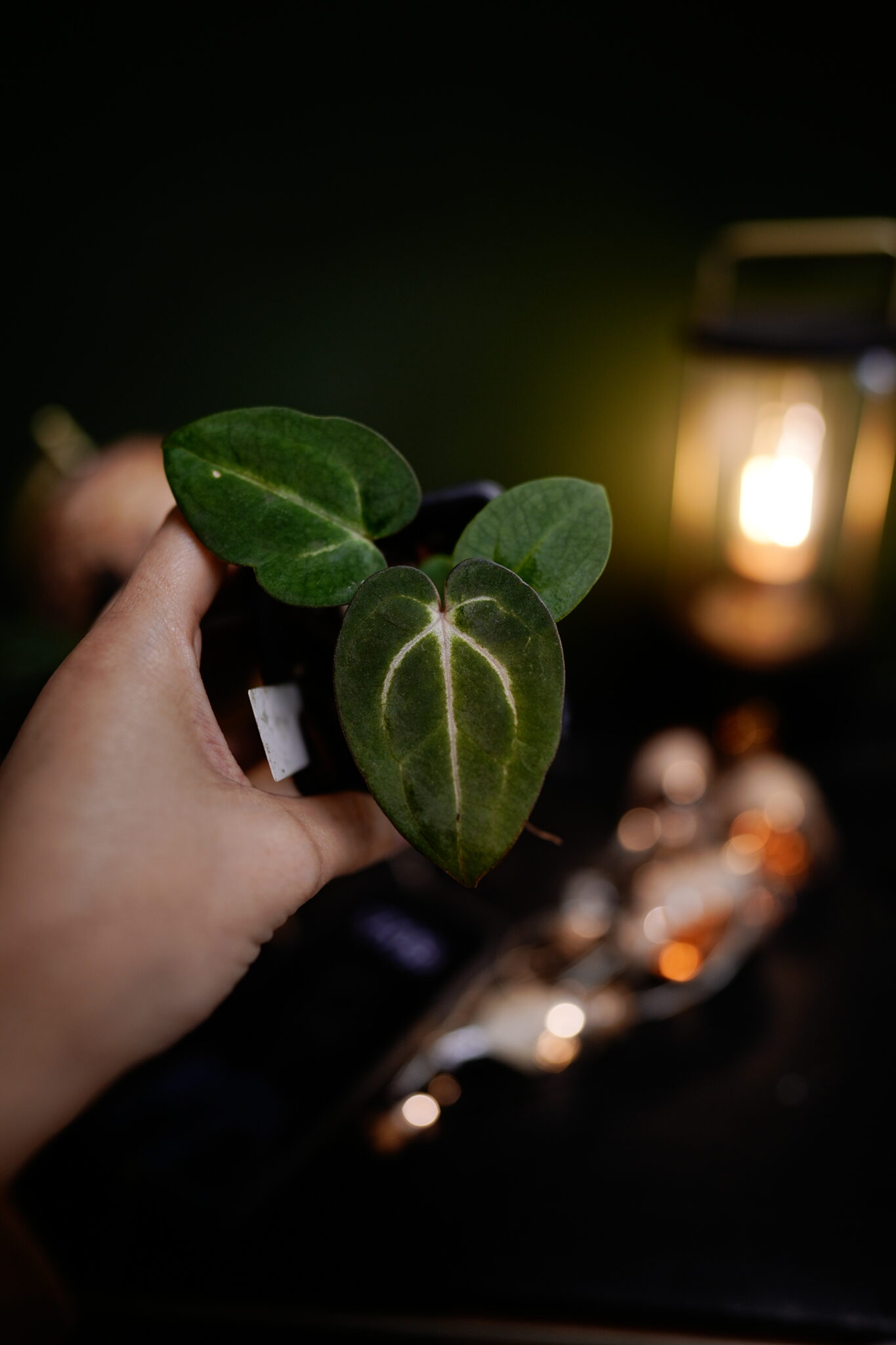 Carlablackiae C1 x NSE