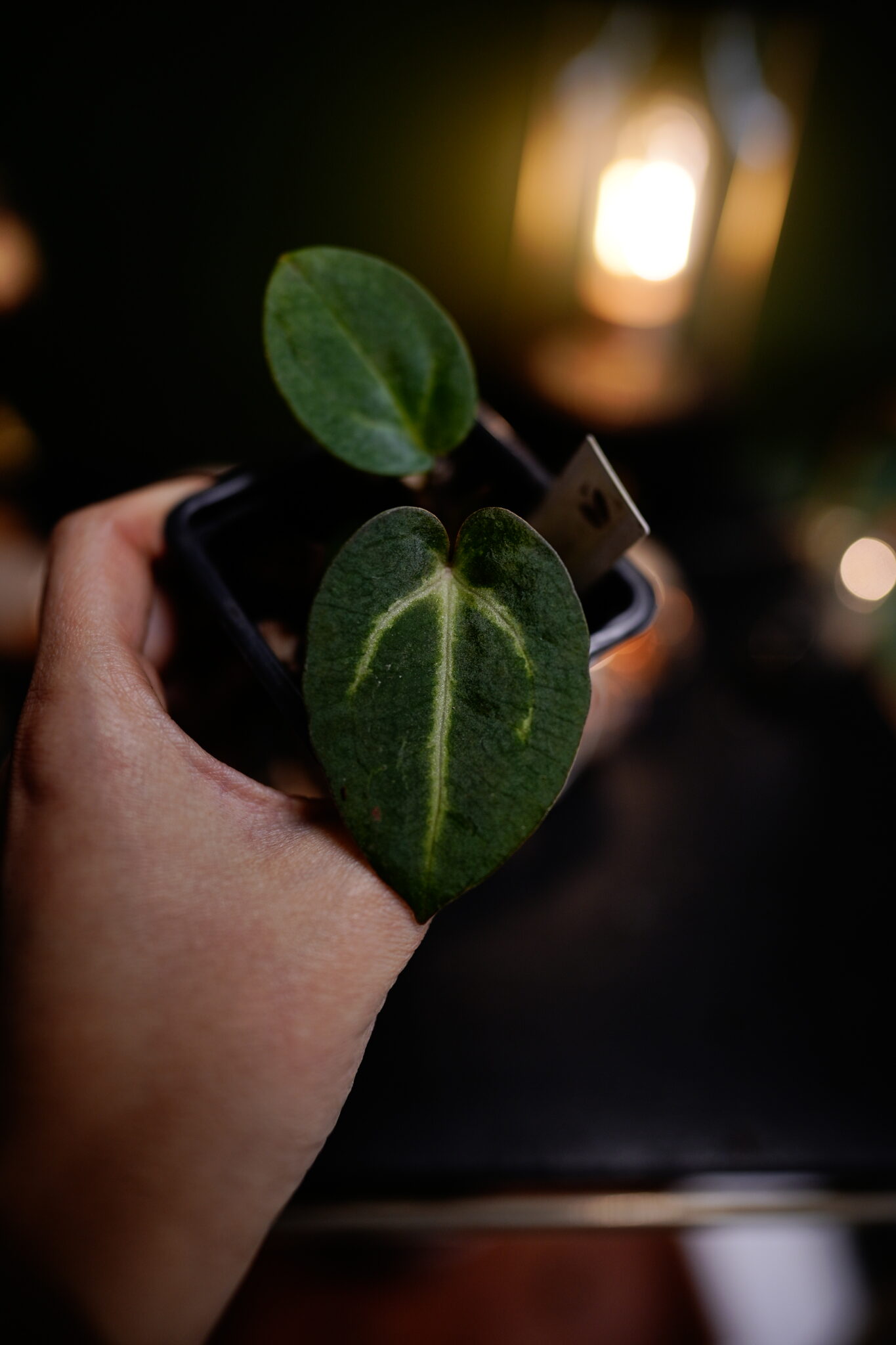 Carlablackiae C1 x NSE