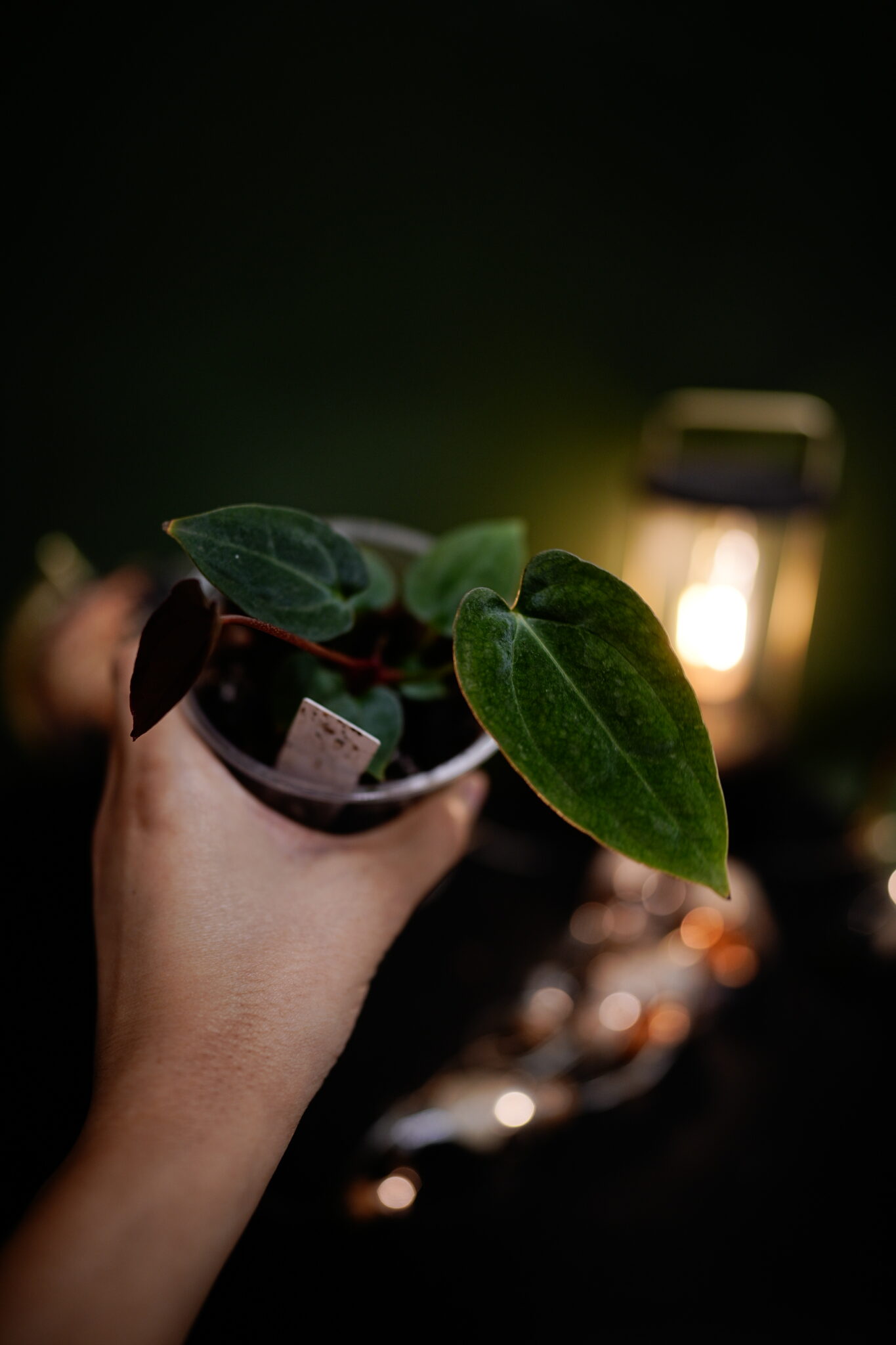 papi x Windy Dress BVEP