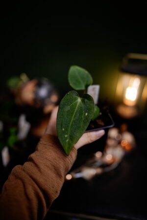 spider Besseae aff BVEP x Carla C1