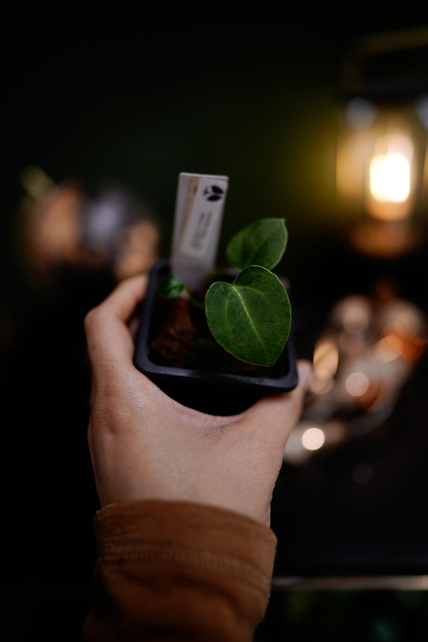 Crystal Mag (Pink sinus) x DP BP