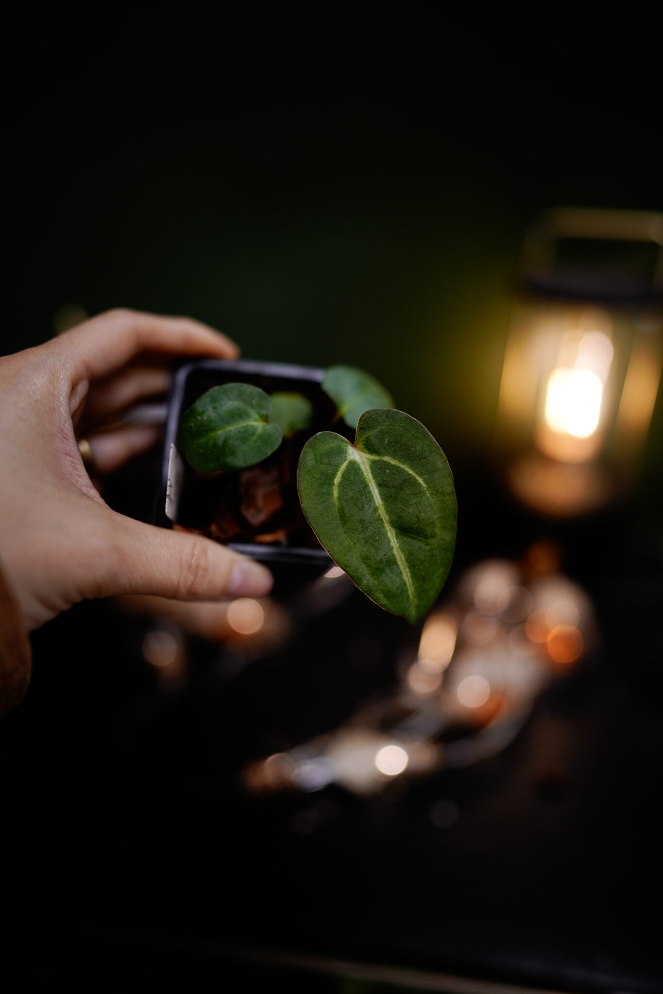 Carlablackiae C1 x NSE