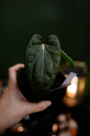 carlablackiae C1 x RVDP