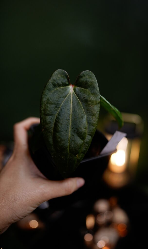 carlablackiae C1 x RVDP