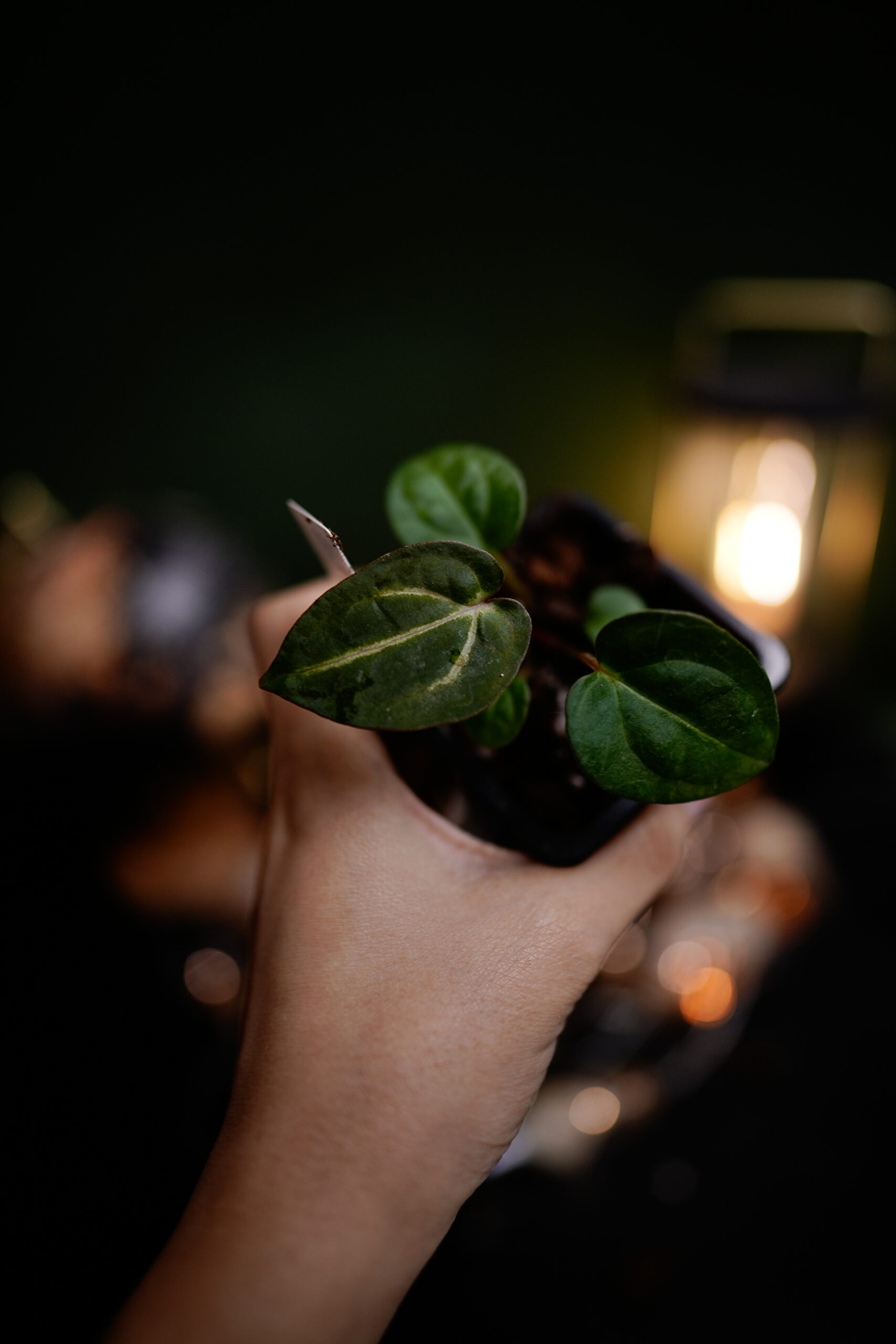 Carlablackiae C1 x NSE