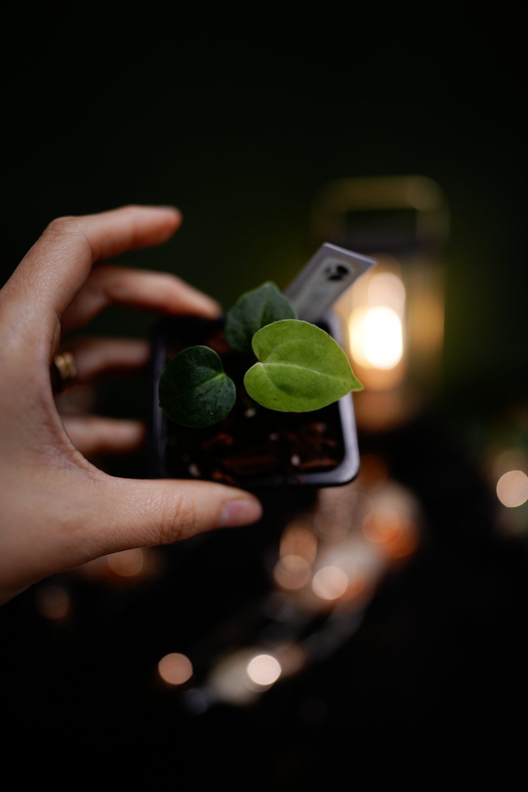 Crystal Mag (Pink sinus) x DP BP