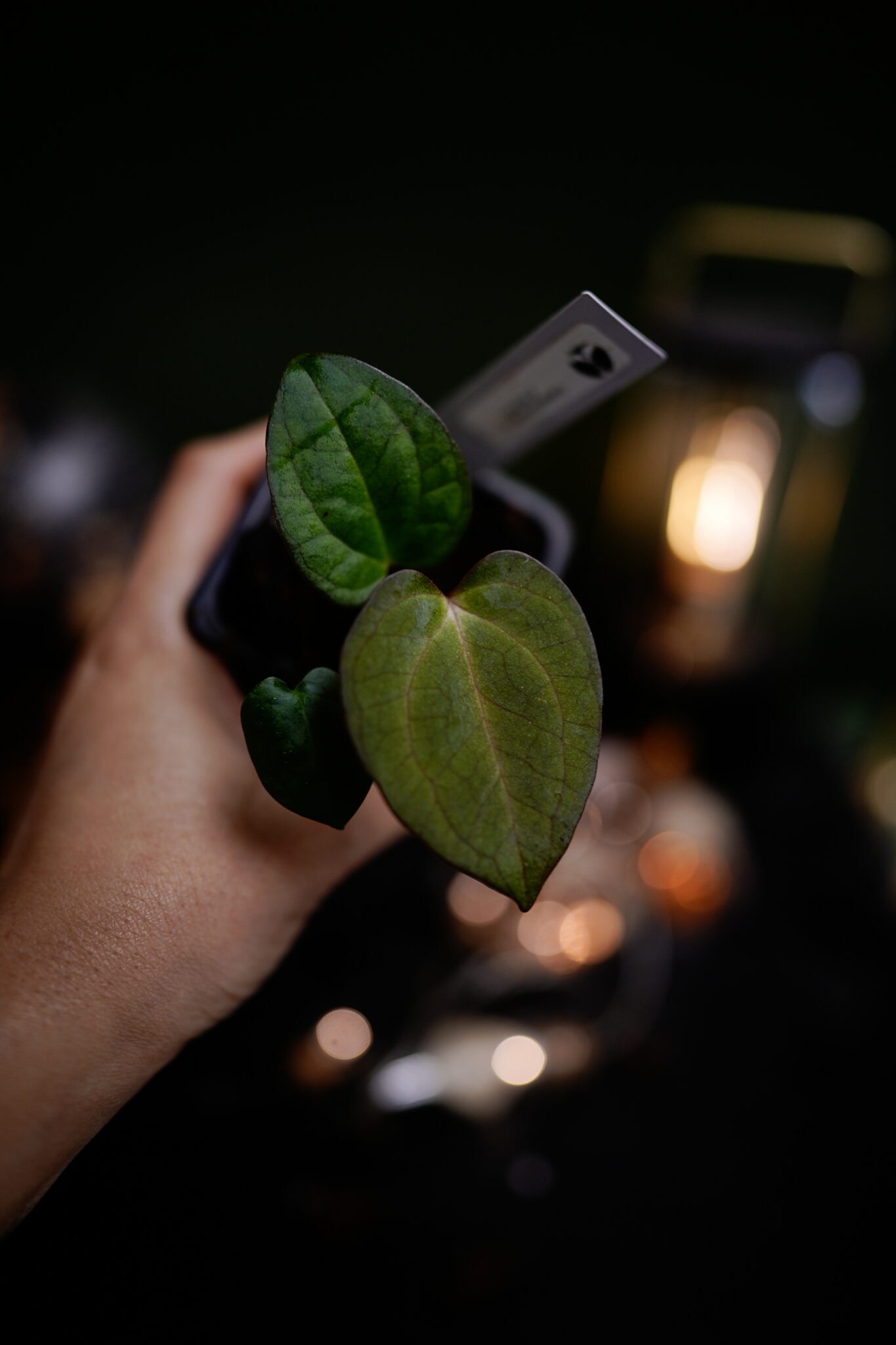 carlablackiae C1 x RVDP