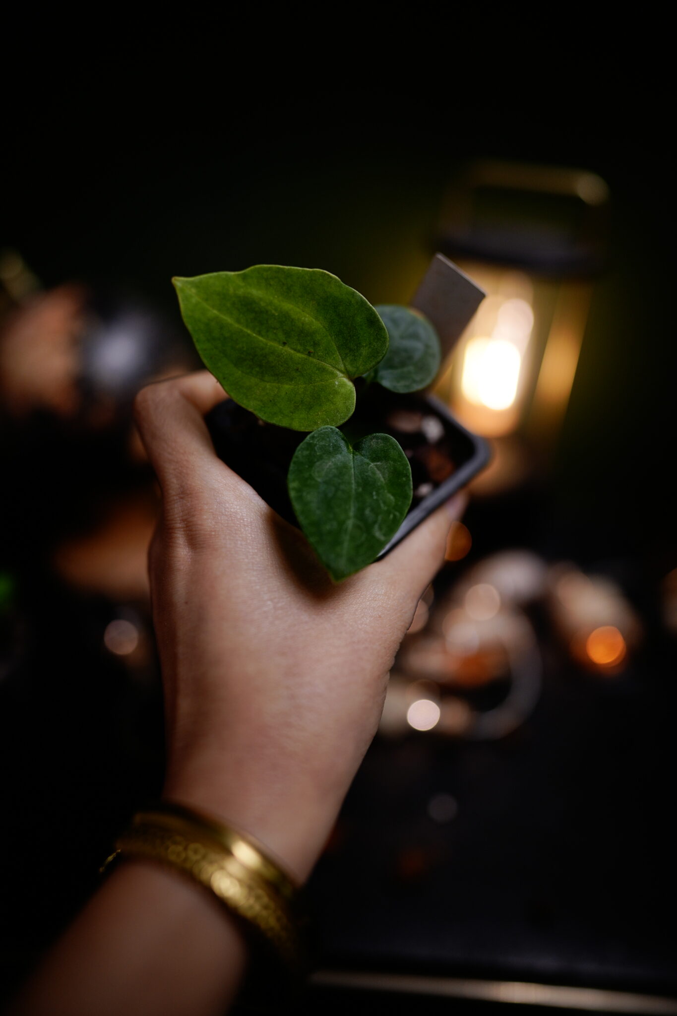 Carla X x Windy dress BVEP