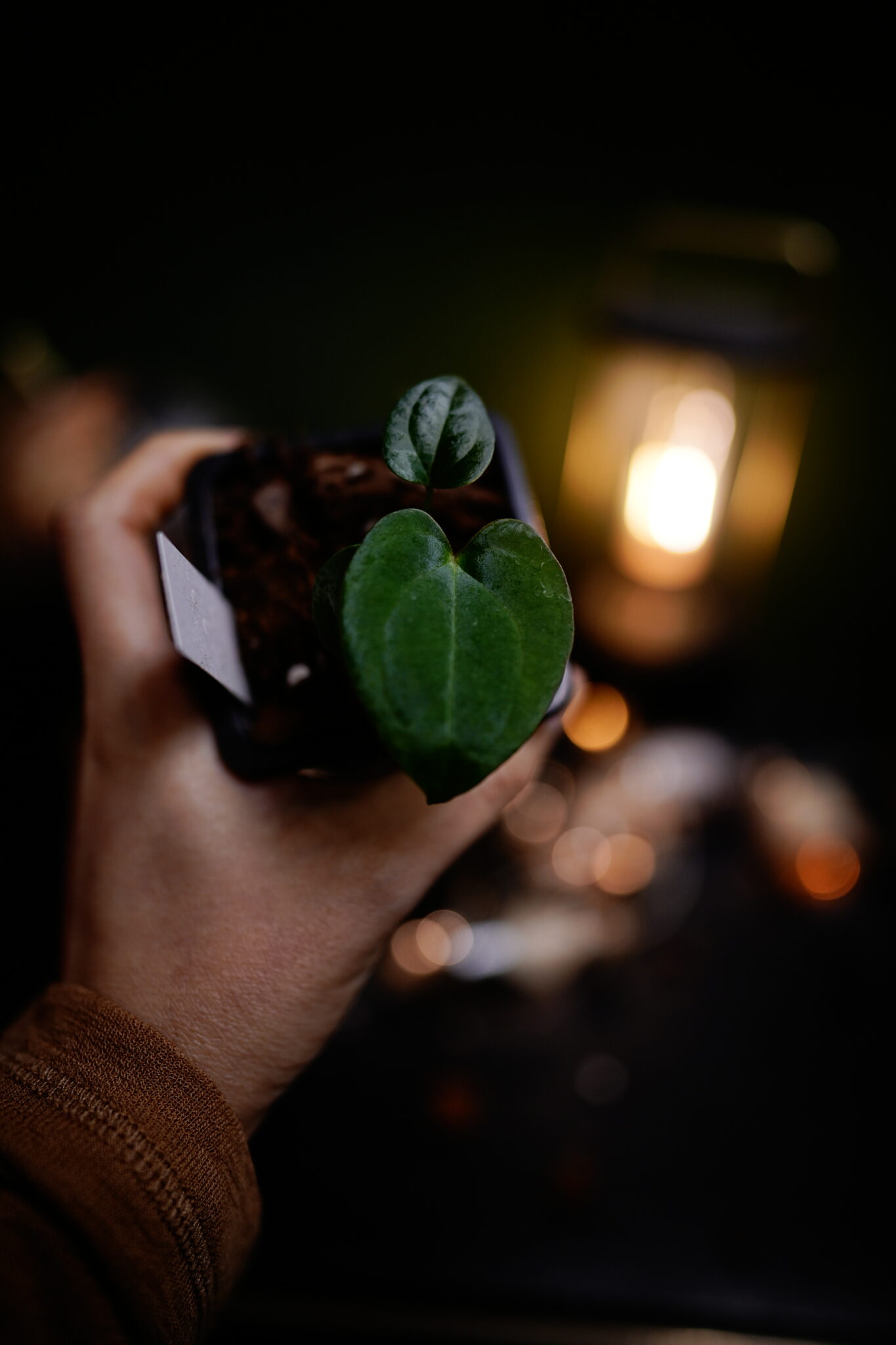 carlablackiae C1 x RVDP