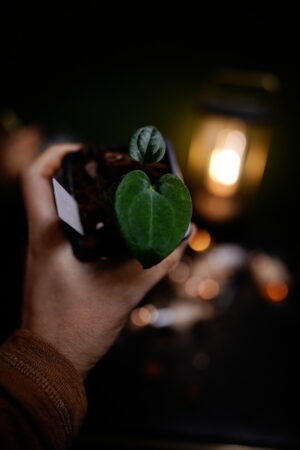 carlablackiae C1 x RVDP