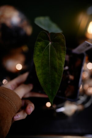 fort sherman x AOS Kunzo