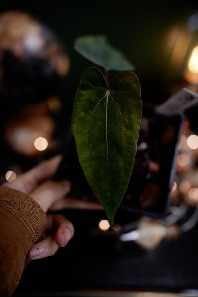 fort sherman x AOS Kunzo