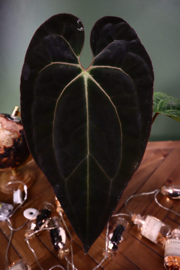 Papillilaminum X one