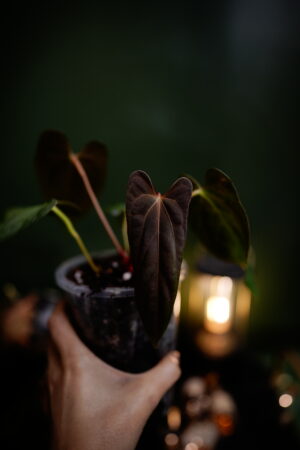 Papillilamium Ree Garden Clone