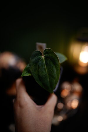 Rg Dress Carla BVEP x Besseae aff BVEP