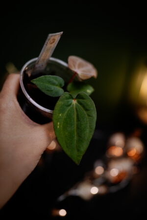 Rg Dress Carla BVEP x Carlablackiae C1